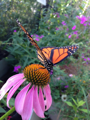 Monarch Butterfly in Native Texas Butterfly House